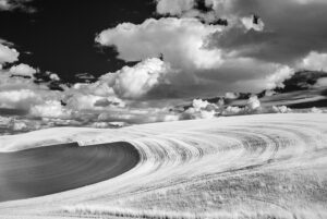 Palouse Field IR 1005